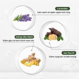 Thumbnail Bộ dầu gội và dầu xả chính hãng Weilaiya tinh chất gừng hỗ trợ mọc tóc ngăn rụng tóc cho da đầu dầu 3