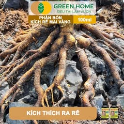 Thumbnail Phân Bón Kích Rễ Mai Vàng GreenHome, Hũ 100ml, Ra Rễ Cực Mạnh Dùng Giâm, Chiết Cành, Chuyên Hoa Mai 4