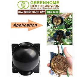 Thumbnail Bầu Chiết Cành GreenHome, Nhiều Kích Thước, Khả Năng Ra Rễ, Chống Úng Cành Chiết, Độ Bền 2 Năm 4