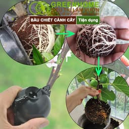 Thumbnail Bầu Chiết Cành GreenHome, Nhiều Kích Thước, Khả Năng Ra Rễ, Chống Úng Cành Chiết, Độ Bền 2 Năm 3