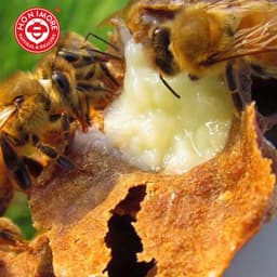 Thumbnail Mật ong sữa chúa Honimore 500g- 10HDA 200mg | Hỗ trợ tăng cường miễn dịch| Tốt cho sinh lý 4