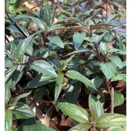 Thumbnail Trà Dòi Thân Tím Kingtea (15 ngày uống) 30 túi lọc - Dòi Thân Tím Sấy Lạnh , Sao Thơm - Dòi Thân Tím Bổ Phổi , Giảm Ho 1