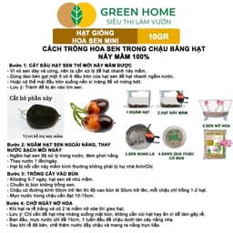 Thumbnail Hạt Giống Hoa Sen Mini GreenHome,  Gói 10 Gram, Nhiều Màu, Dễ Trồng, Nảy Mầm Tốt H01 3