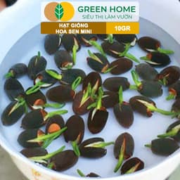 Thumbnail Hạt Giống Hoa Sen Mini GreenHome,  Gói 10 Gram, Nhiều Màu, Dễ Trồng, Nảy Mầm Tốt H01 4