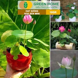 Thumbnail Hạt Giống Hoa Sen Mini GreenHome,  Gói 10 Gram, Nhiều Màu, Dễ Trồng, Nảy Mầm Tốt H01 2