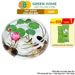 Thumbnail Hạt Giống Hoa Sen Mini GreenHome,  Gói 10 Gram, Nhiều Màu, Dễ Trồng, Nảy Mầm Tốt H01 1
