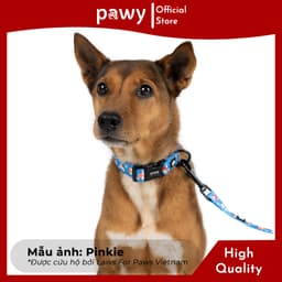 Thumbnail Vòng Cổ Cho Chó - Laws For Paws - Dog Collar - Vòng Cổ Cho Mèo 2