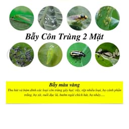 Thumbnail Bẫy ruồi vàng 2 mặt siêu dính miếng dán diệt côn trùng bảo vệ mùa màng cây ăn quả 2