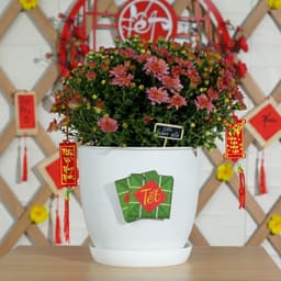Thumbnail Chậu trồng cây MONROVIA M9 cao cấp  cho hoa, cây cảnh, ban công, bonsai, 3 màu nhiều size 2